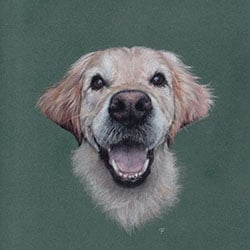 portrait d'une chienne joyeuse