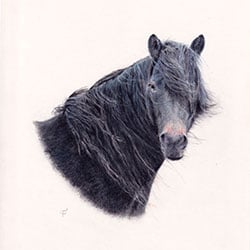 portrait d'un cheval islandais noir